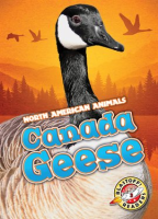 Canada_geese