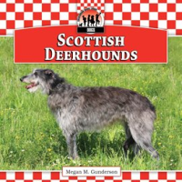 Scottish_Deerhounds