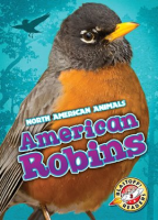 American_robins